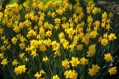 Narcis Dutch Master