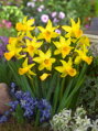 Narcis February gold