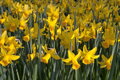 Narcis February gold