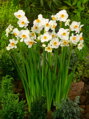 Narcis Geranium 