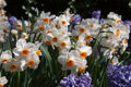 Narcis Geranium 
