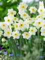 Narcis Lieke 