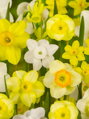 Narcis - Směs botanických odrůd 
