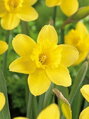 Narcis Barenwyn 