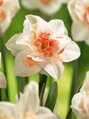 Narcis Replete 