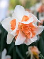Narcis Replete 