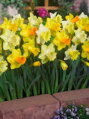 Narcis - Směs velkokvětých narcisů