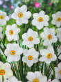 Narcis Actaea 