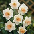 Narcis Salome 
