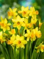 Narcis Tete a tete