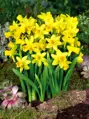 Narcis Tete a tete