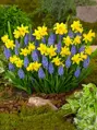 Narcis Tete a tete