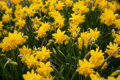 Narcis Tete boucle 