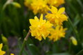 Narcis Tete boucle 