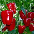 Bio paprika Quadrato d’Asti rosso