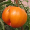 Bio rajče Pineapple (Ananasové)
