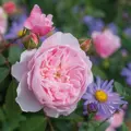 Anglická růže Wisley 2008