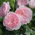 Anglická růže Wisley 2008