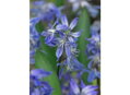 Ladoňka sibiřská - Scilla Siberica