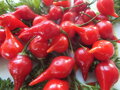 Bio chilli paprika Biquinho