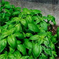 Bio bazalka Genovese