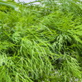 Bio kopr Tetra