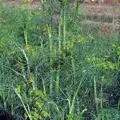 Bio kopr
