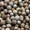 Bio koriandr