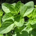 Bio oregano - dobromysl