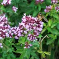 Bio oregano - dobromysl