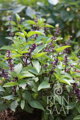 Bio thajská bazalka