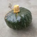 Bio dýně Buttercup