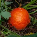 Bio dýně hokkaido Red Kuri