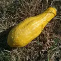 Bio tykev Yellow Crookneck