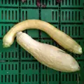 Bio tykev Yellow Crookneck