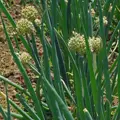 Bio cibule zimní Velšská