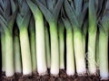 Bio pór podzimní Herbstriesen
