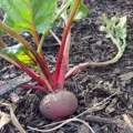 Bio červená řepa Tonda di Chioggia