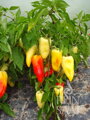 Bio paprika Ferenc Tender