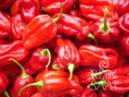 Bio chilli paprika Habanero Tropical Red