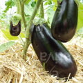 Bio lilek MERONDA