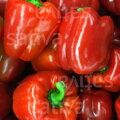 Bio paprika Quadrato d´Asti Rosso RS