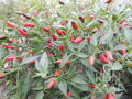 Bio chilli paprika Thai Chili