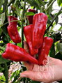 Bio mírně pálivá paprika Türkischer Gewürzpaprika