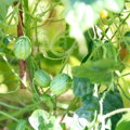Bio mexická okurka ZEHNERIA SCABRA