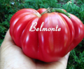 Bio rajče Belmonte