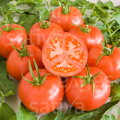Bio rajče Rose de Berne