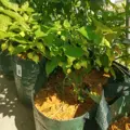 Bio chilli paprika Biquinho