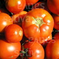 Bio rajče De Paudex