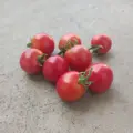 Bio rajče Gartenperle